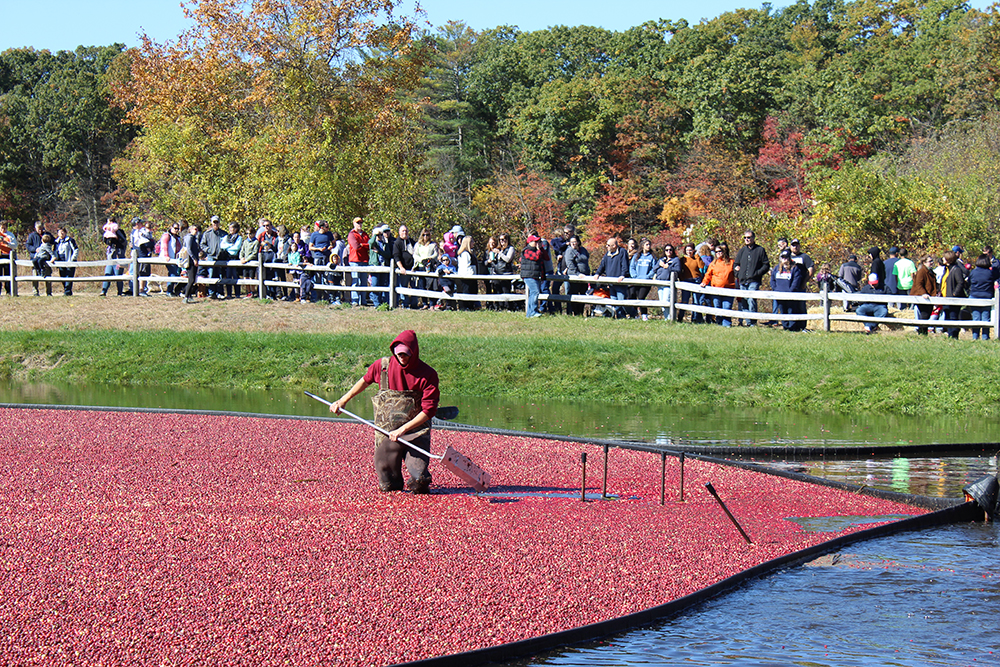 Cranberry Harvest